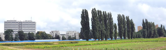 ポプラ並木と農場